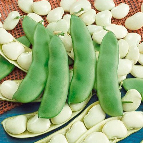 Seed Needs, 150+ Henderson Lima Bush Bean Seeds (Phaseolus vulgaris) Easy to Grow Lima Beans Non-GMO- Bulk