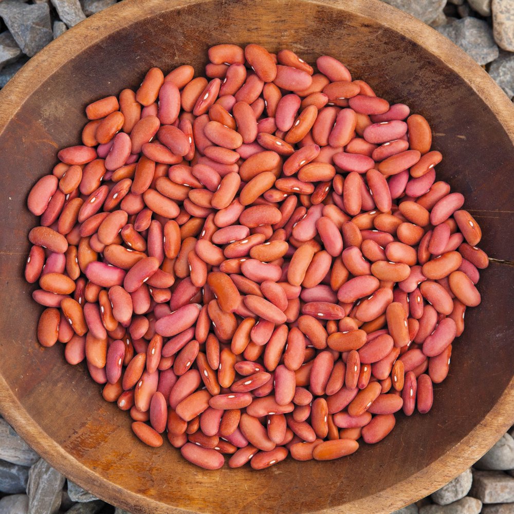 Organic Bean Seeds, Appr. 115, Light Red Kidney Dry Bean Seeds, Heirloom Vegetable Seeds, Certified Organic, Non GMO, Non Hybrid, USA
